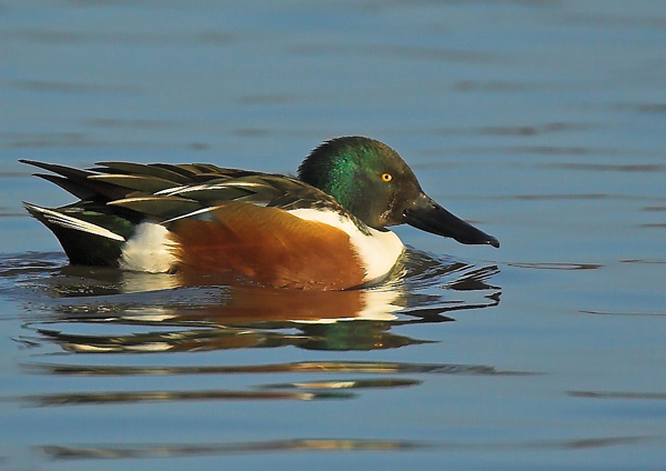Common Shoveler Duck - Birds - Wild