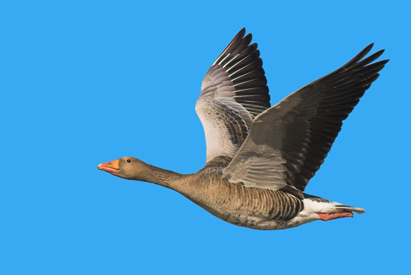Greylag - Birds - Wild