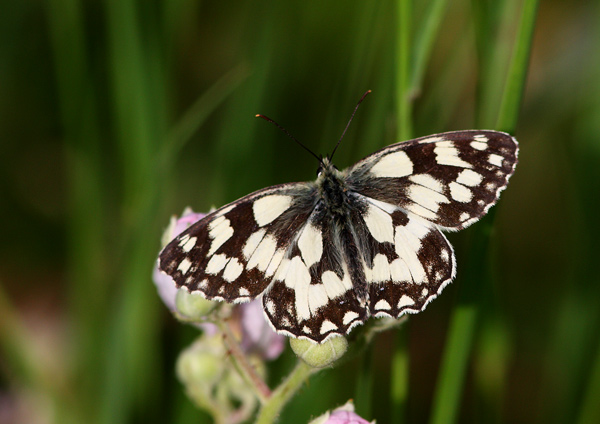Marbled White - Close up