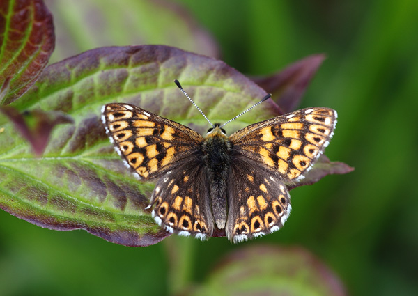 Duke of Burgundy - Close up
