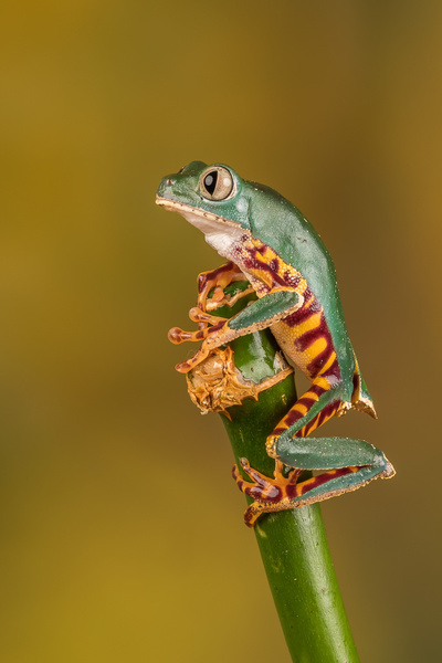 Super Tiger Leg Waxy Monkey Tree Frog