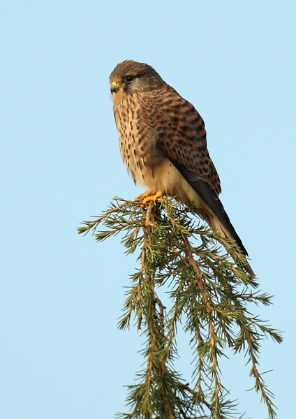 Common Kestrel - Birds - Wild