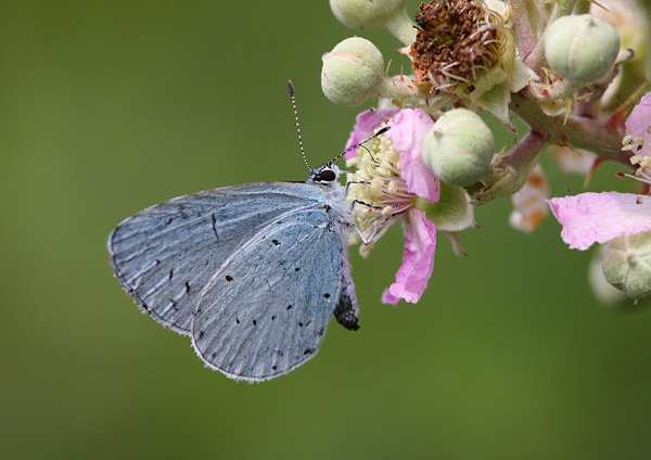 Holly Blue - Close up