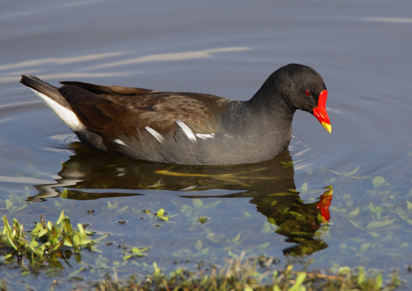 Moorhen - Birds - Wild