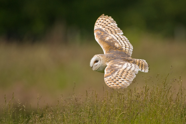 Barn Owl - Birds  -  Captive