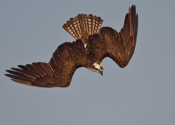Osprey in a Dive - Florida 2011