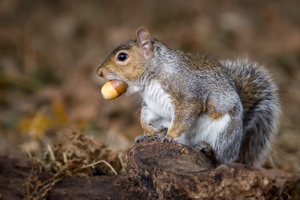 Grey Squirrel - Nature & Animals