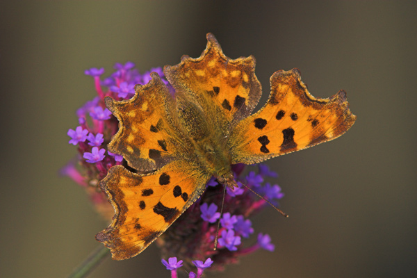Coma Butterfly - Close up