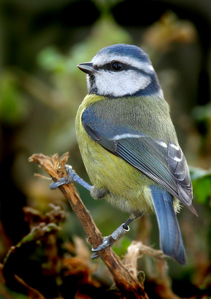 Blue Tit - Birds - Wild