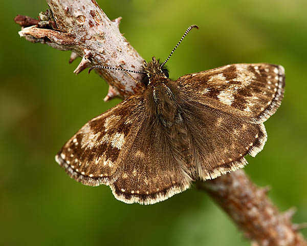 Dingy Skipper - Close up