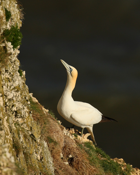 Gannet - Birds - Wild