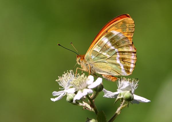Silver-Washed Fritillary - Close up