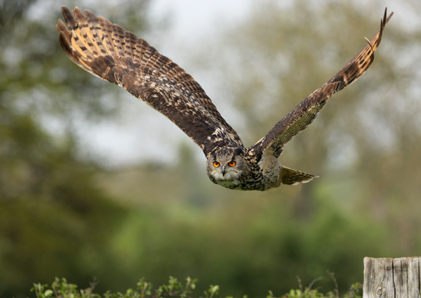 Eagle Owl - Birds  -  Captive