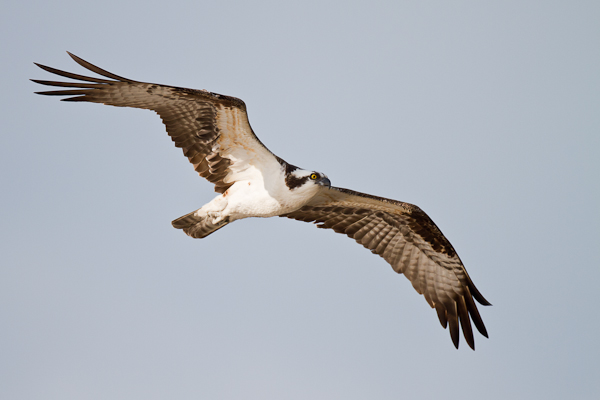 Osprey - Florida 2011