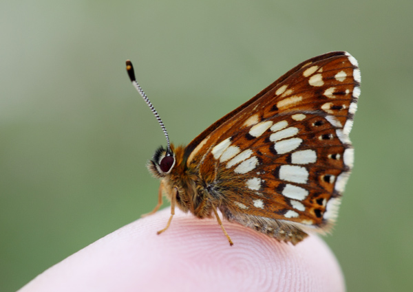 Duke of Burgundy - Close up