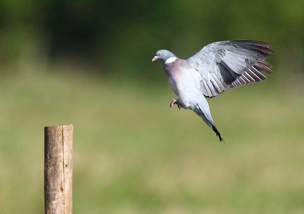 Wood Pigeon - Birds - Wild