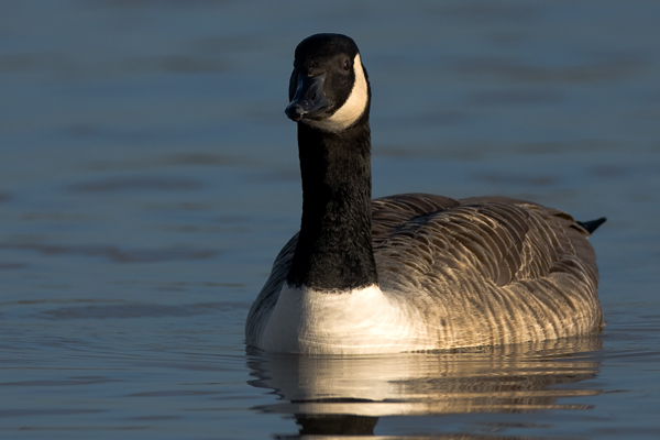Canada Goose - Birds - Wild