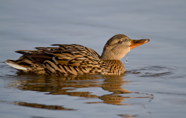 Female Mallard - Birds - Wild