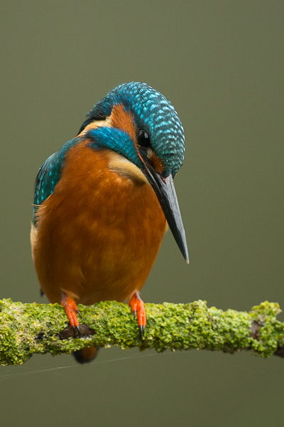 Kingfisher - Birds - Wild