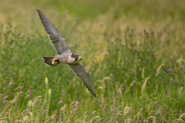 Peregrine Falcon - Birds  -  Captive