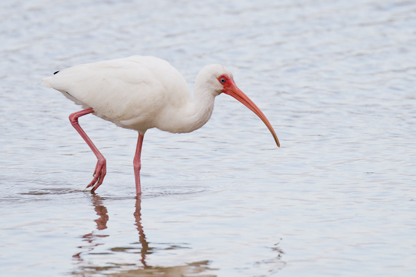 White Ibis - Florida 2011