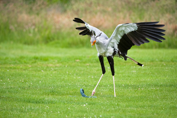 Secretary Bird - Birds  -  Captive