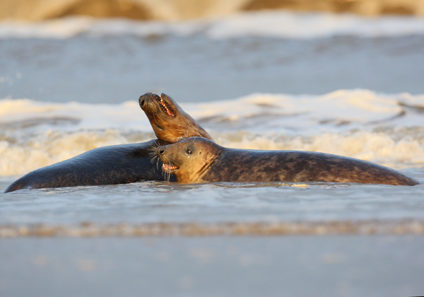 Grey Seals - Nature & Animals