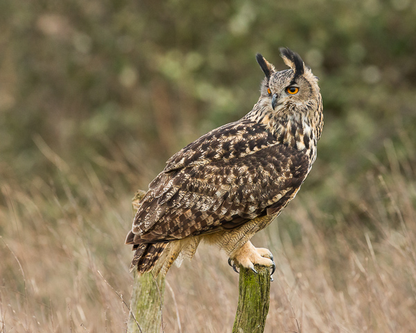 Eagle Owl - Birds  -  Captive