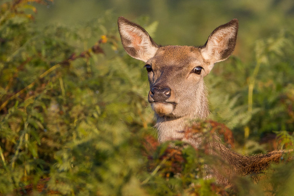 Red Deer - Nature & Animals