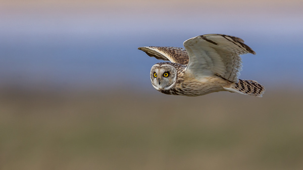 Short Eared Owl - Birds - Wild