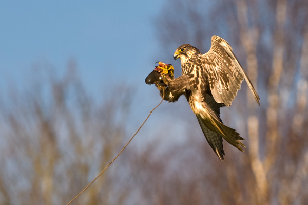 Saker Falcon - Birds  -  Captive