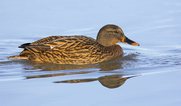 Female Mallard - Birds - Wild
