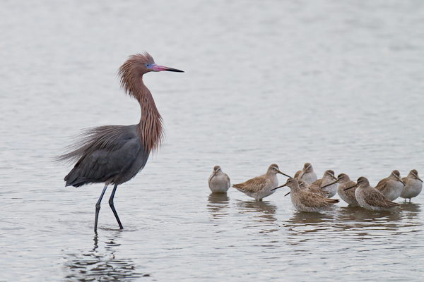 Reddish Egret & Willets - Florida 2011