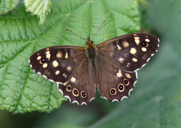 Speckled Wood - Close up