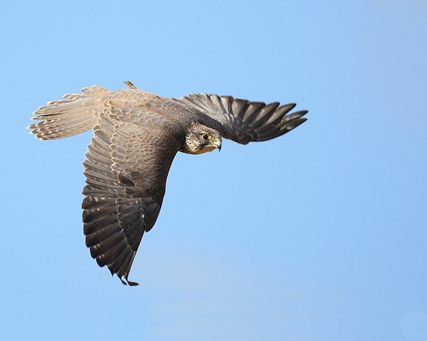 Saker Falcon - Birds  -  Captive