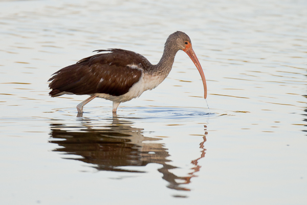 Ibis - Florida 2011