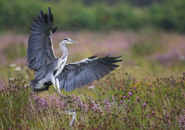 Heron in the Rain  2 - Birds - Wild