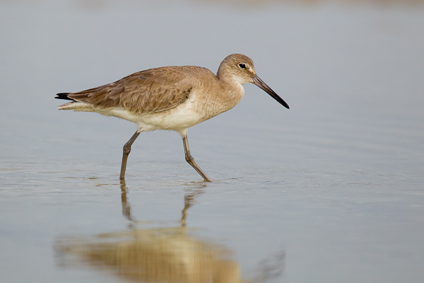 Willet - Birds - Wild