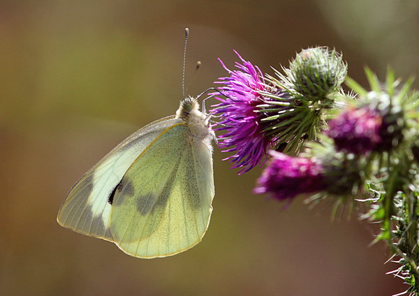 Large  White - Close up