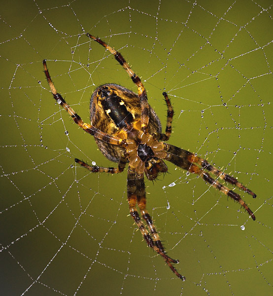 Orb Weaver - Close up