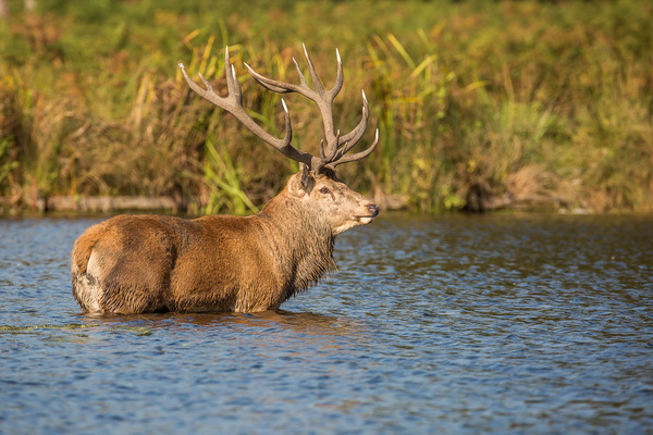 Red Deer in Water - Nature & Animals