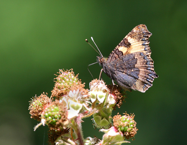 Small Tortoiseshell - Close up
