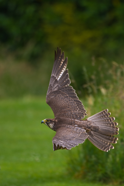 Saker Falcon - Birds  -  Captive