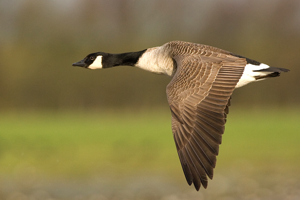 Canada Goose Fly-by - Birds - Wild