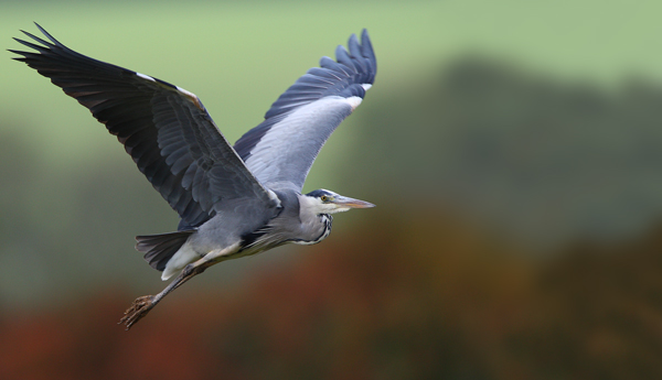 Grey Heron - Birds - Wild