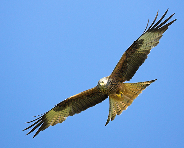 Red Kite 3 - Birds - Wild