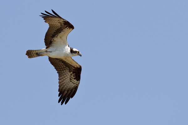 Osprey - Florida 2011