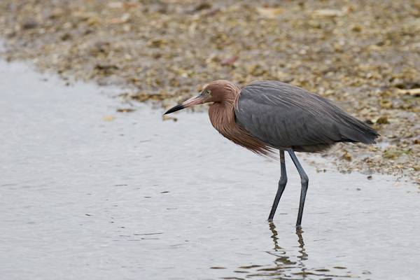 Reddish Egret - Florida 2011