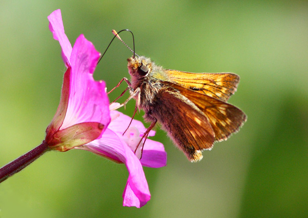 Large Skipper - Close up