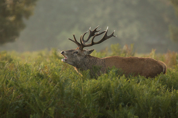 Red Deer - Nature & Animals